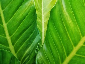 Full frame shot of leaf