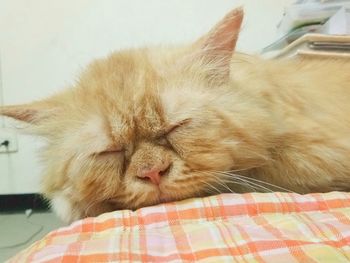 Close-up of cat sleeping on bed