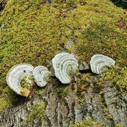 High angle view of shells on ground