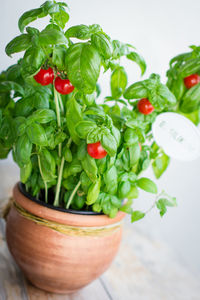 Close-up of potted plant