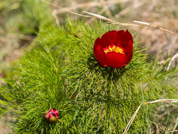 Close-up of red poppy flowers