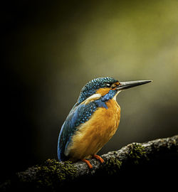 Close-up of bird perching on a rock