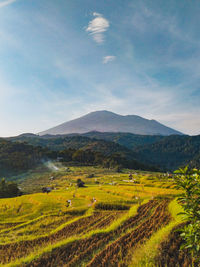 Scenic view of agricultural field against sky