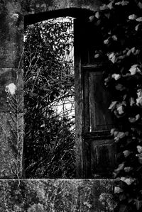Close-up of window with ivy