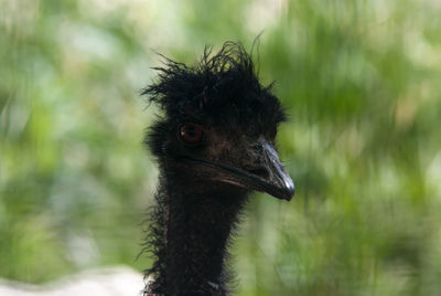 Close-up portrait of emu