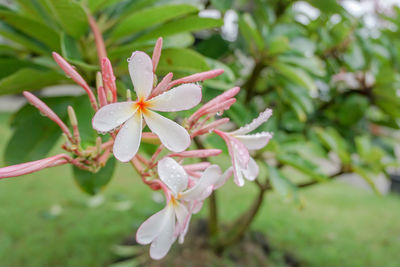 Close-up of flowering plant