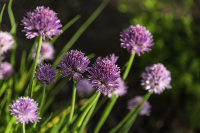 Close-up of pink flowering plants