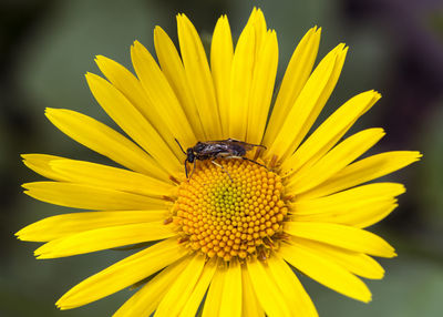 Close-up of insect on yellow flower