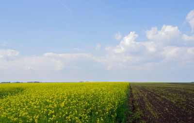 Scenic view of field against sky