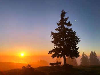 Silhouette tree at sunset