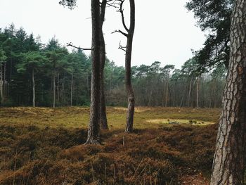 Trees in forest