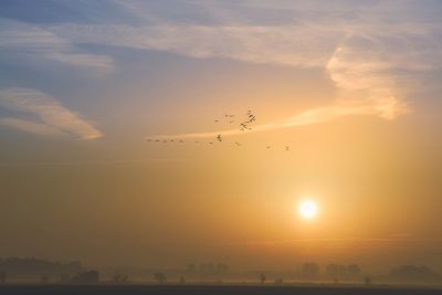 Silhouette birds flying in sky during sunset