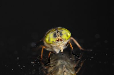 Close-up of spider against black background