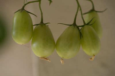 Close-up of tomatoes hanging on tree