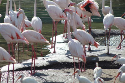 View of birds on field