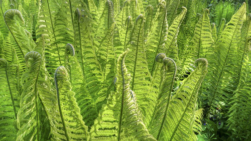 Full frame shot of fresh green plants