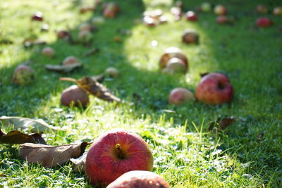 Close-up of grassy field