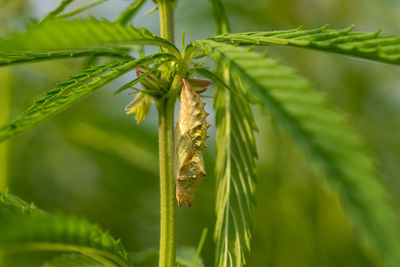 Close-up of insect on plant