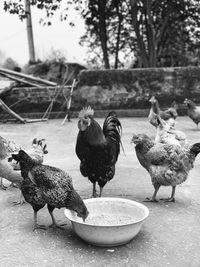 View of birds on the ground