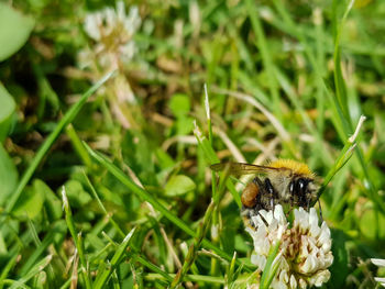 Close-up of bee pollinating on flower