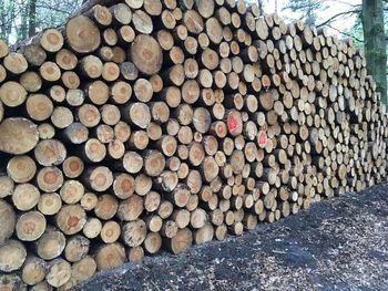 Stack of logs