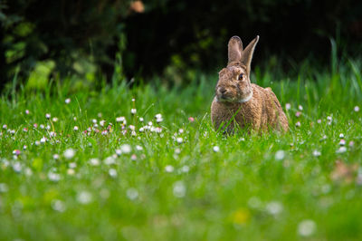 Close-up of rabbit on grass
