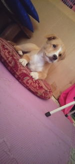 High angle portrait of dog relaxing at home