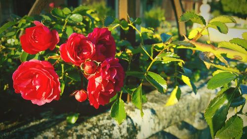 Close-up of red flowers in water