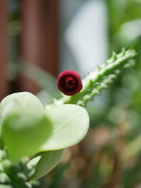 Close-up of strawberry growing on plant