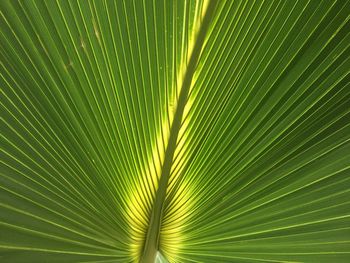 Full frame shot of palm leaves