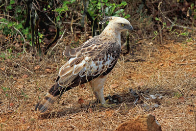 Side view of a bird perching on field