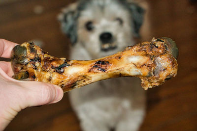Close-up of hand holding bone by dog at home