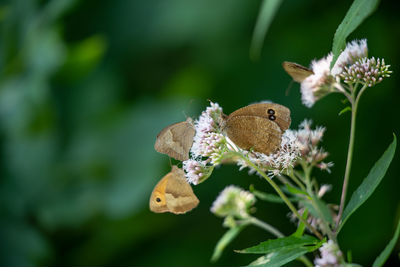 Close-up of butterfly pollinating on flower