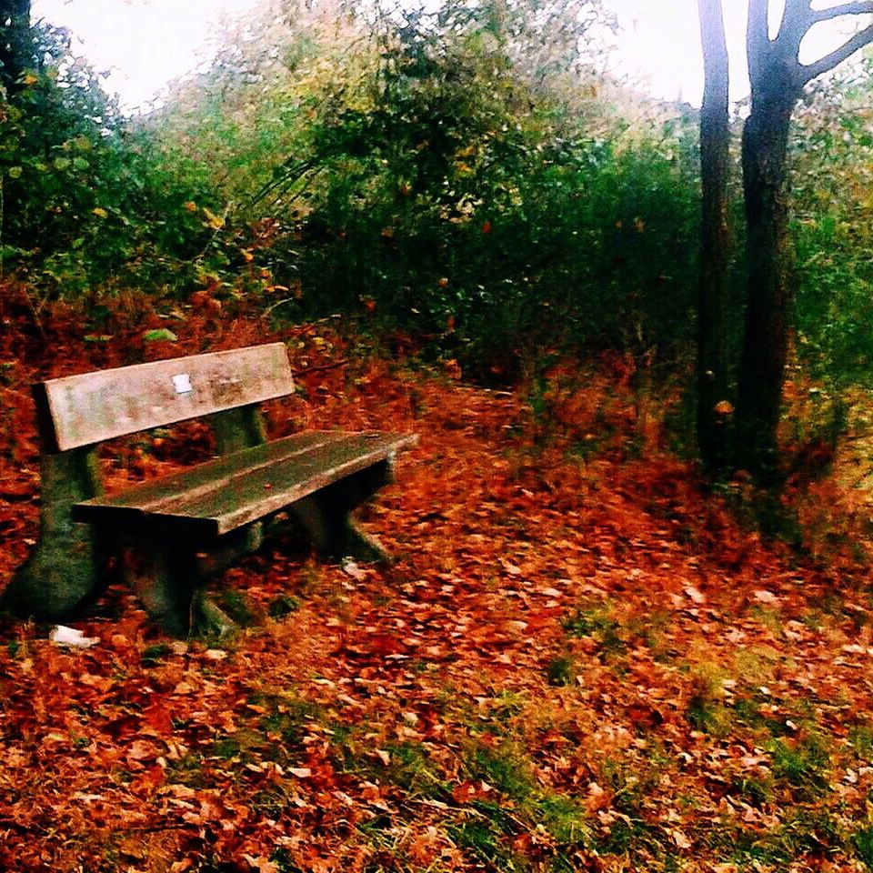 tree, abandoned, autumn, bench, leaf, tranquility, forest, nature, growth, plant, wood - material, absence, empty, grass, day, damaged, fallen, transportation, change, no people