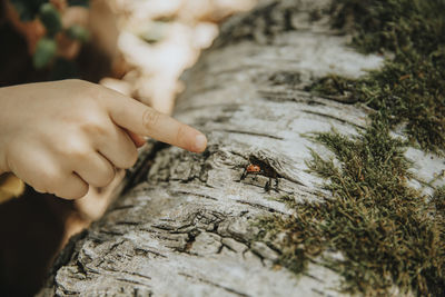 Close-up of hand holding insect