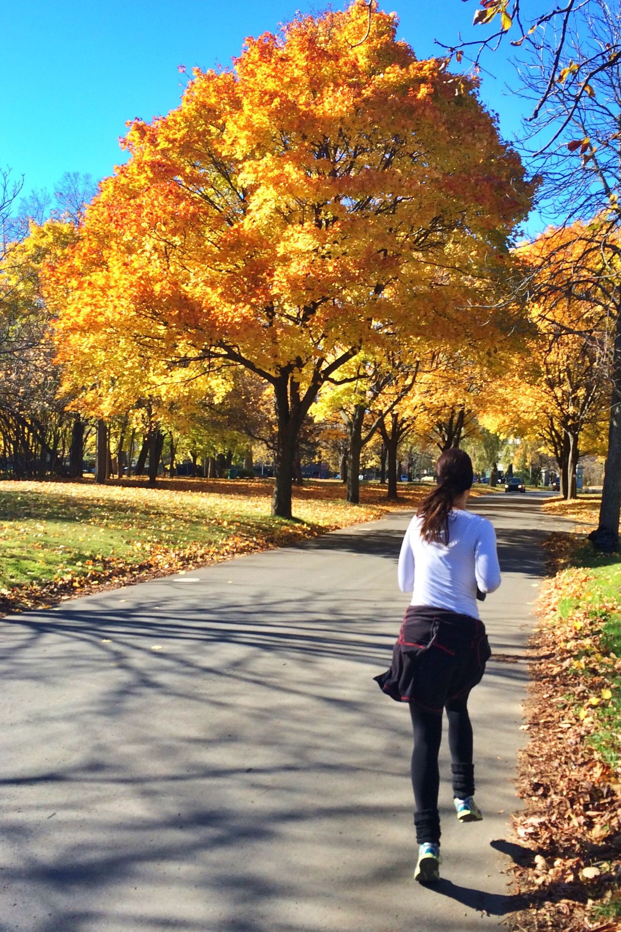 Fall leaves