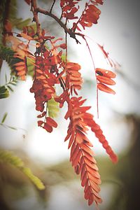 Close-up of maple leaves on branch