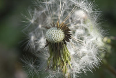 Close-up of dandelion flower