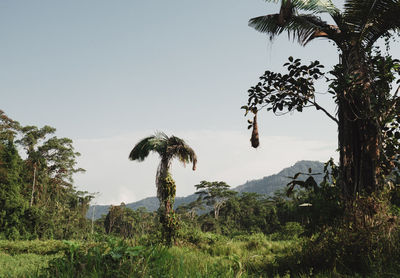 Trees on landscape against clear sky