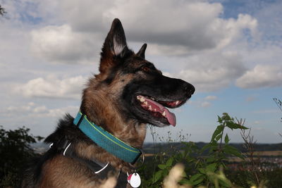 Close-up of a dog looking away against sky