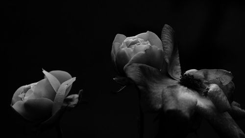 Close-up of roses against black background