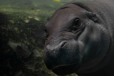 Close-up portrait of a turtle