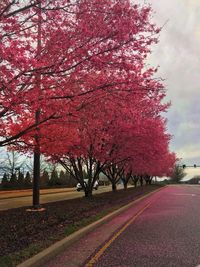 Red flower trees on road against sky