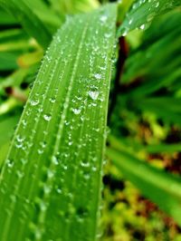 Close-up of water drops on leaf