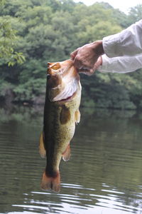 Close-up of hand holding water in lake