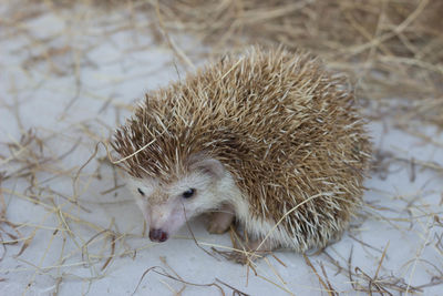 Close-up of hedgehog on snow covered field 