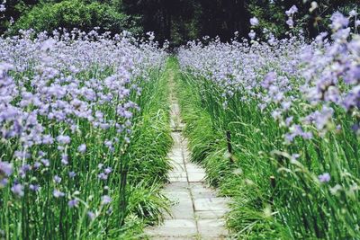 Purple flowering plants on field