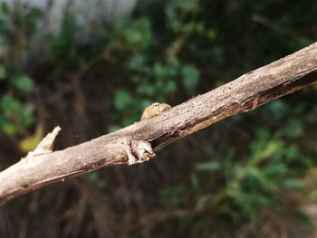 Close-up of lizard on tree branch