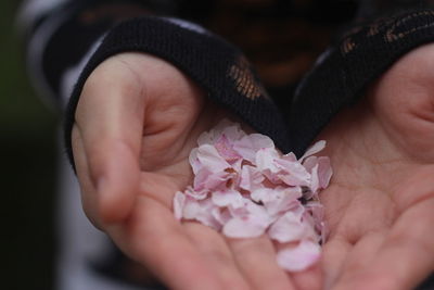 Close-up of hand holding pink flower