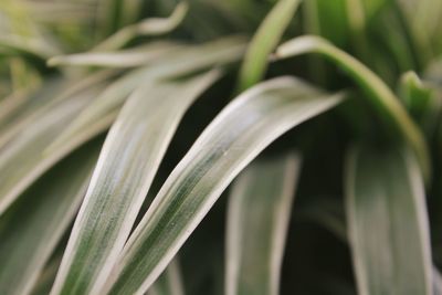 Close-up of fresh green plant